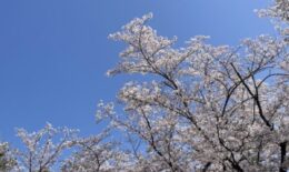 桜の季節は母を思い出す